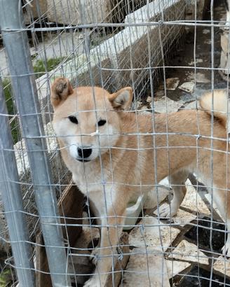 Shiba 2 sorelle