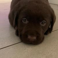 Teneri cuccioli Labrador chocolate
