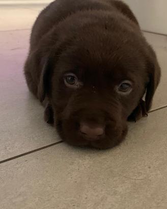 Teneri cuccioli Labrador chocolate