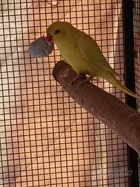 Parrocchetto dal collare lutino