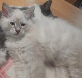 Gattini da Siberiani certificati