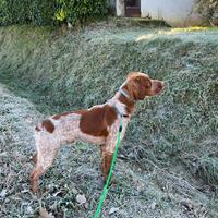 Disponibile maschio Epagneul Breton per monta