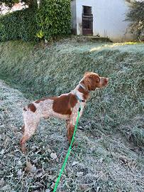 Disponibile maschio Epagneul Breton per monta