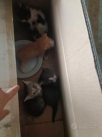 Gatti piccoli 50 giorni