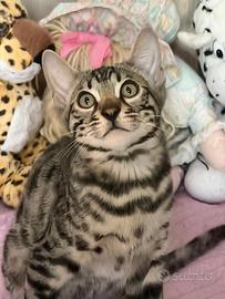 Gattini Bengala Maschietti