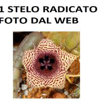 Stelo Radicato Huernia Volkartii Pianta grassa