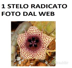 Stelo Radicato Huernia Volkartii Pianta grassa