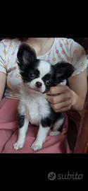 Cucciolo chihuahua