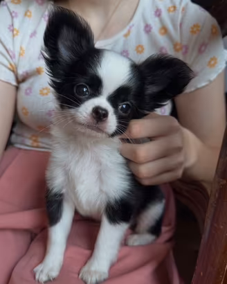 Cucciolo chihuahua