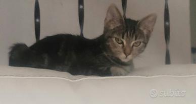gattina super dolce