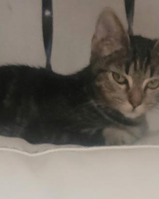 gattina super dolce