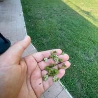 Pianta acquatica galleggiante salvinia auricolata