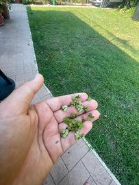 Pianta acquatica galleggiante salvinia auricolata