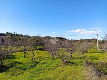 TER. AGRICOLO A POLIGNANO A MARE