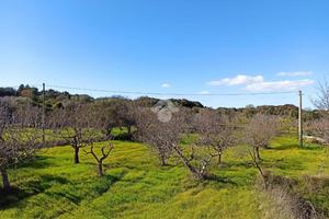TER. AGRICOLO A POLIGNANO A MARE