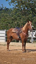 Cavallo