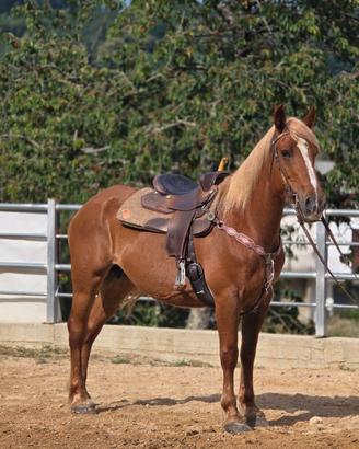 Cavallo