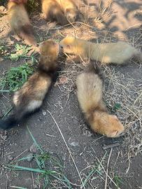 Furetti