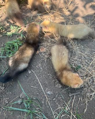 Furetti
