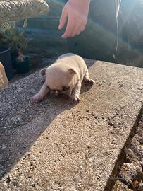 Buldog francesi