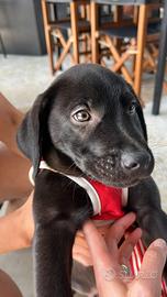 Cuccioli di labrador