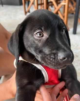Cuccioli di labrador