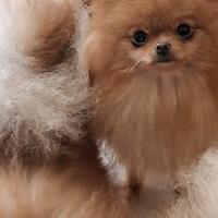 Cuccioloni sì spitz di Pomerania