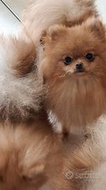 Cuccioloni sì spitz di Pomerania