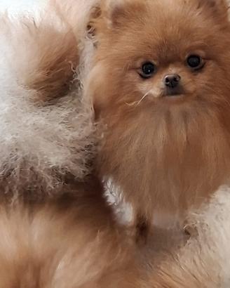 Cuccioloni sì spitz di Pomerania
