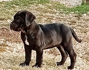 Cuccioli di cane corso