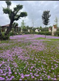 104 piante di verbena
