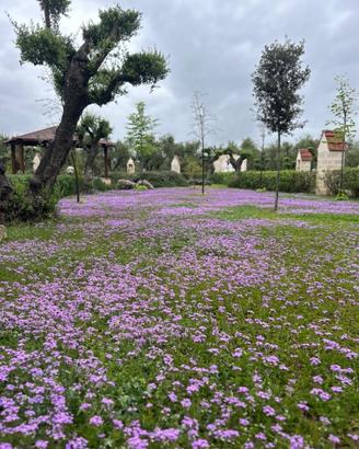 104 piante di verbena