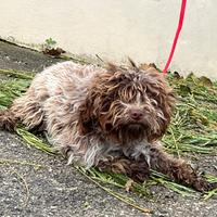 Lagotto femmina