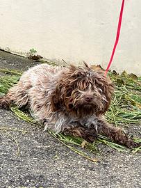 Lagotto femmina