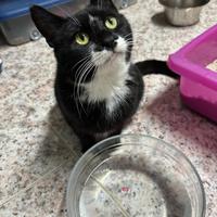 Gattina di 8 mesi dolce e affettuosa