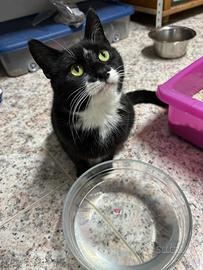 Gattina di 8 mesi dolce e affettuosa