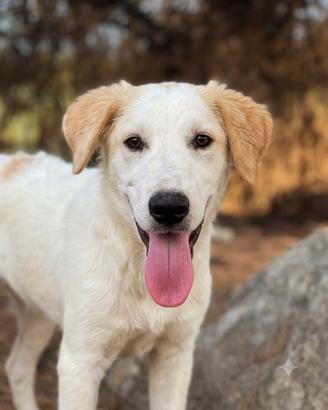 Dolcissima cucciola mix golden retriever