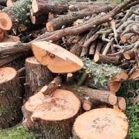 Legna, tronchi, rami di pini secolare