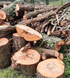 Legna, tronchi, rami di pini secolare