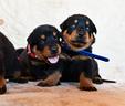 cuccioli-beauceron-maschi-nero-focati