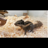 Scoiattolo striato di Himalaya