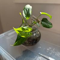 Pianta baby di Monstera Siltpecana