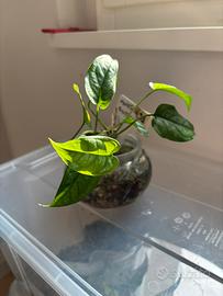 Pianta baby di Monstera Siltpecana