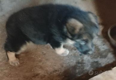 Cucciolo maschio pastore tedesco