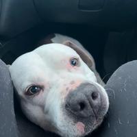 Amstaff maschio per accoppiamento