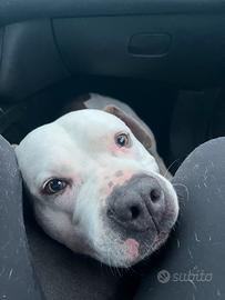 Amstaff maschio per accoppiamento