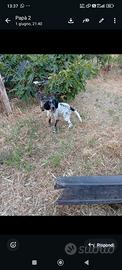 Cani caccia