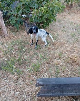 Cani caccia