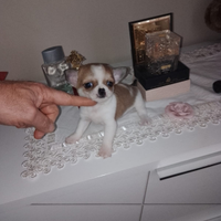 Chihuahua mini toy femmina
