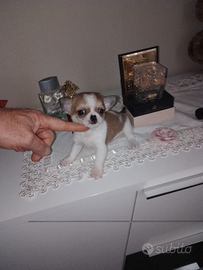 Chihuahua mini toy femmina